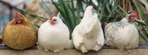 Chickens on a fence - bird flu