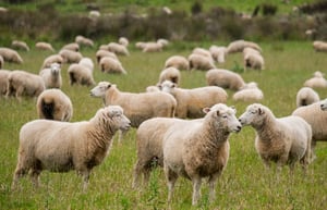 Rural and Farm Waste - sheep - 700x451
